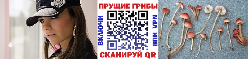 Псилоцибиновые грибы мицелий  купить наркотики цена  Нижняя Салда 